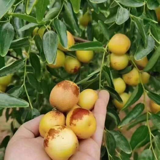 西安大荔冬枣