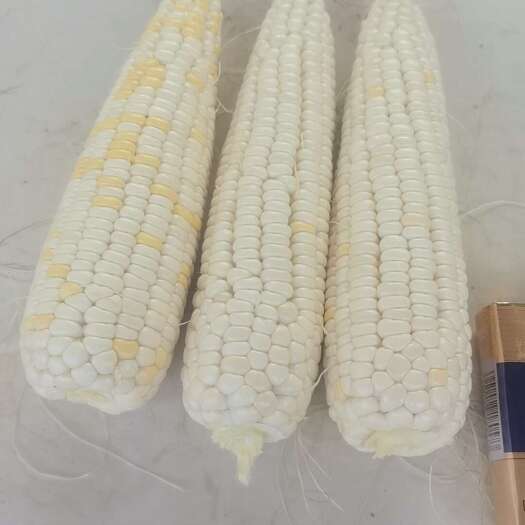 邓州市邓州甜糯玉米