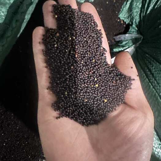 乐清市油菜籽