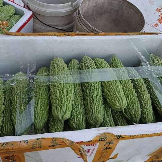 农村种植新鲜苦瓜