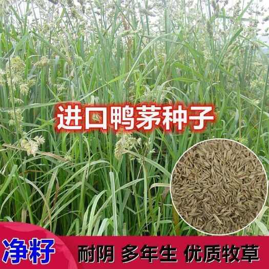 鸭茅种子 盐碱地 抗风沙固土耐旱耐寒多年生草本植物