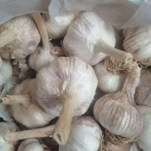大名县大青稞蒜