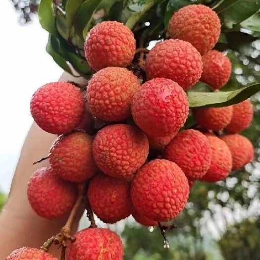 漳州新鲜荔枝包邮当季时令水果老树包邮5整箱6斤桂笑妃子味