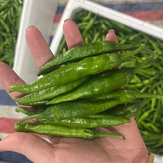 湘椒 樟树港辣椒
