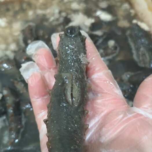 长海县盐渍辽参 传统工艺腌渍  高营养易泡发 12-14头
