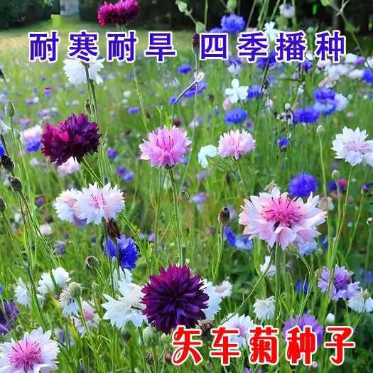 沭阳县矢车菊种子花种子混色草花种子景观庭院绿化春秋播易种易活