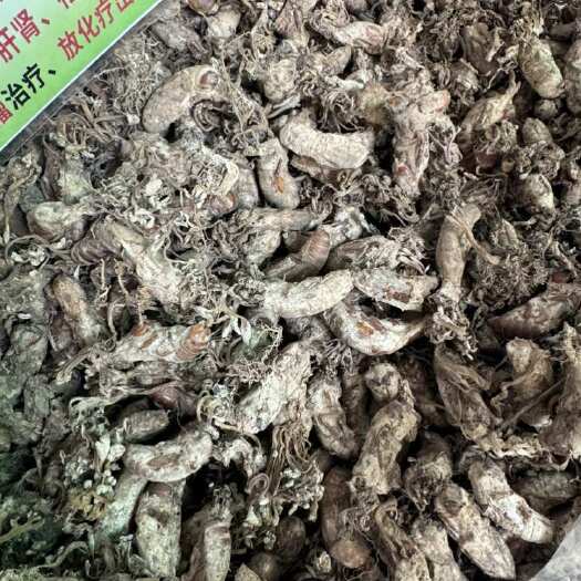 玉林金蝉花一手货源现货批发