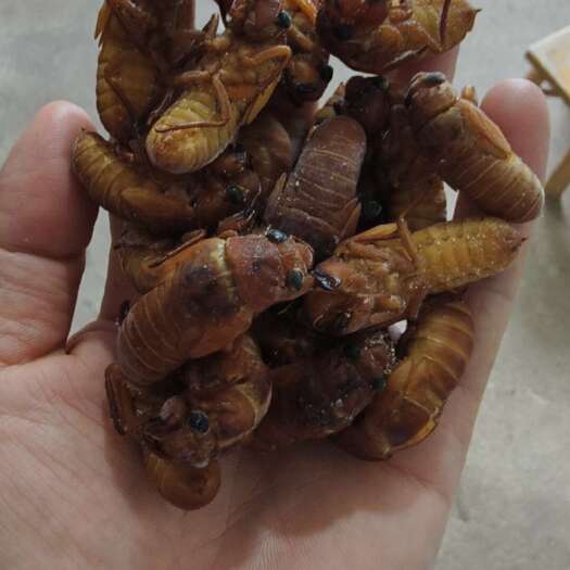 庐江县金蝉