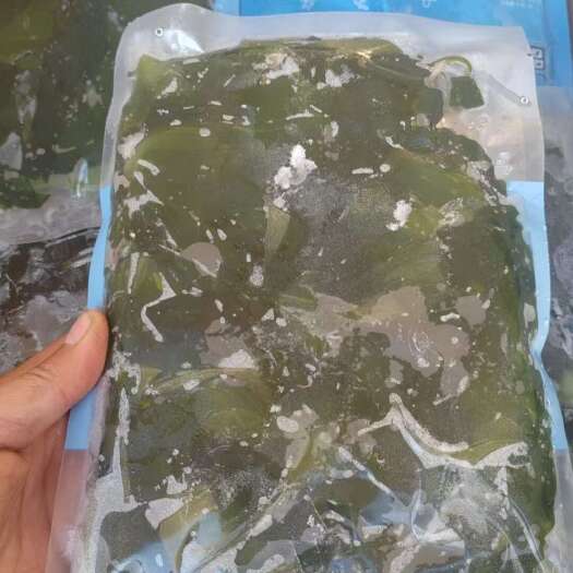 火锅海带苗