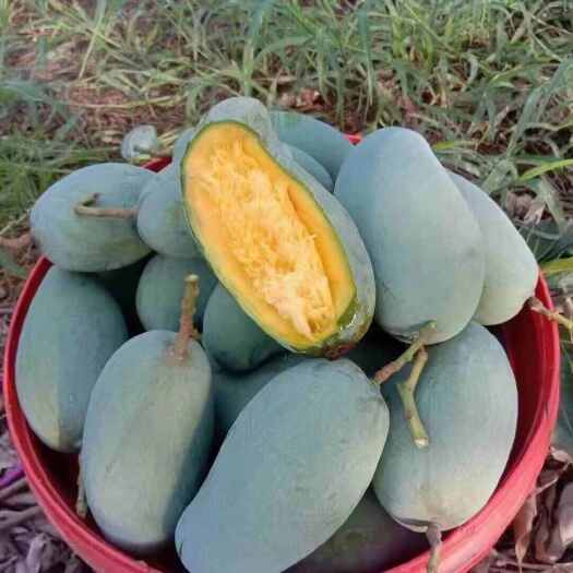 百色桂七芒基地广西百色桂七芒批发代发一件代发