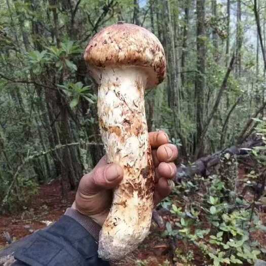 香格里拉松茸