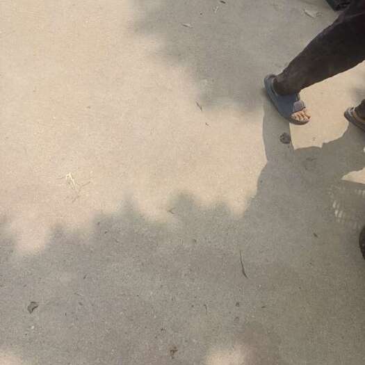 苏翠梨