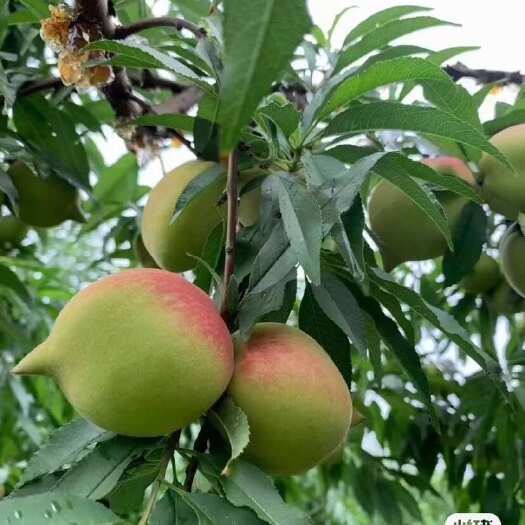 寻乌县江西赣州寻乌鹰嘴蜜桃 新鲜水果核果仁果类 甜润多汁自然成熟