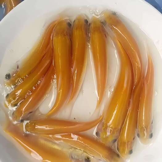 广州黄金草鱼苗，可以做观赏鱼也可以吃的鱼，好养快大种苗