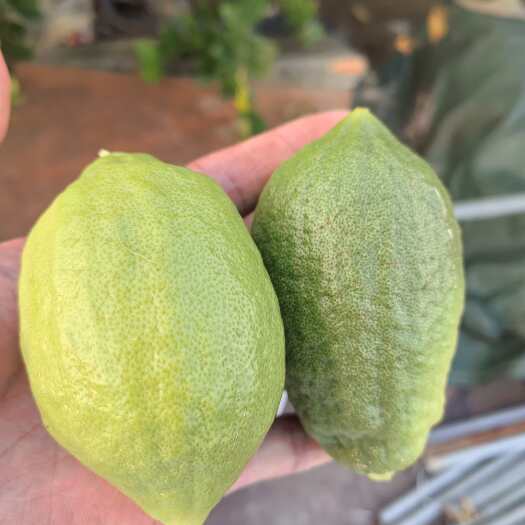 广州花都区广东香水柠檬