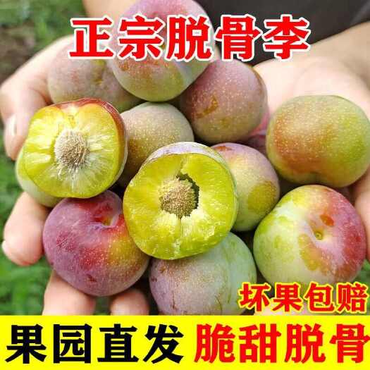 成都【四川茵红李脱骨李】云端脆李半边红非凤凰李