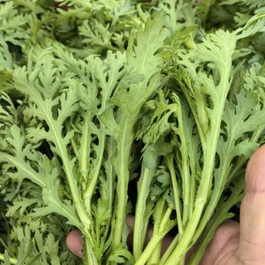 威宁县威宁茼蒿菜