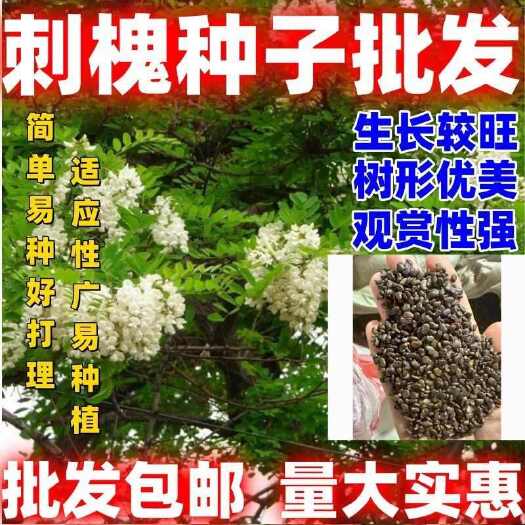 沭阳县刺槐种子 白花刺槐种子灌木绿化，护坡矿山复绿种植