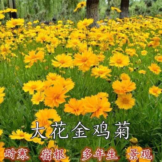 沭阳县金鸡菊种子多年生宿根花卉耐寒易活景观花海色块花期长