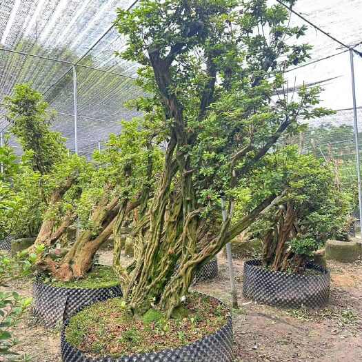 漳平市紫花老庄嫁接