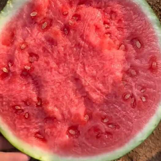 夏邑县精品美都西瓜小薄皮大红瓤