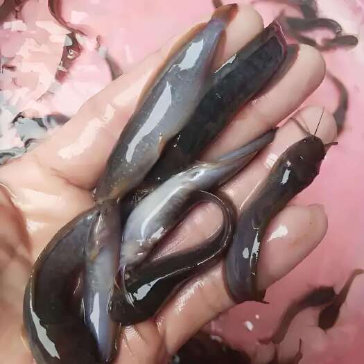 广州塘鲺苗
