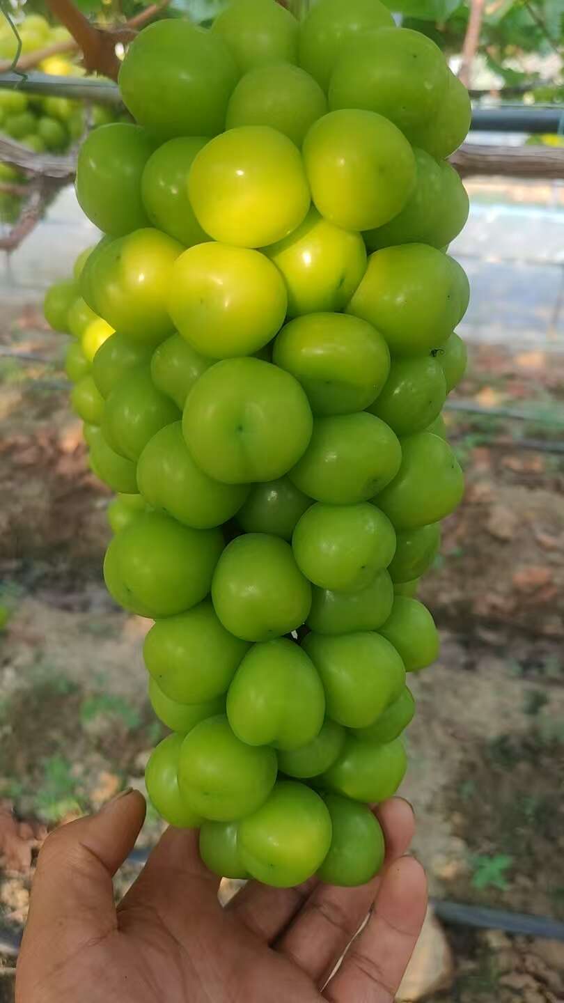 湖南阳光玫瑰大量上市口感甘甜香味浓郁