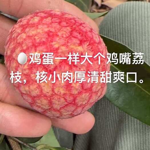 北京香山鸡嘴荔枝种植基地为南亚热带海洋性季风气候