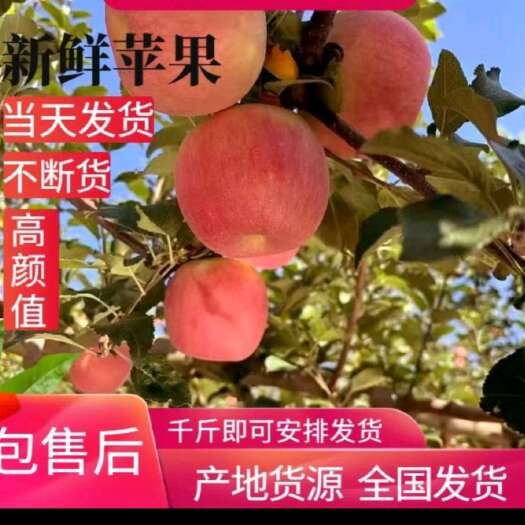 莒县苹果山东红富士苹果全国发货