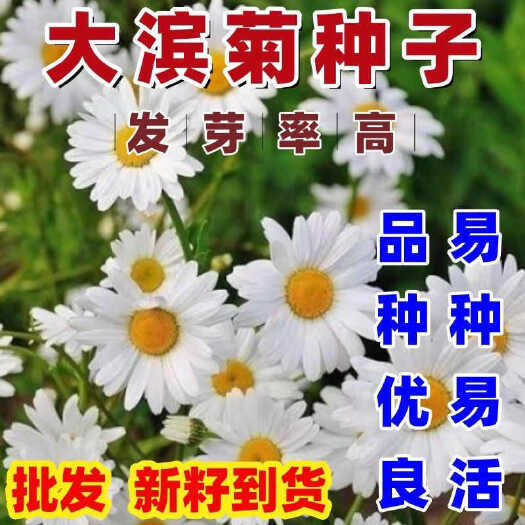 沭阳县大滨菊种子多年生花卉宿根花草花海景观绿化耐寒耐旱