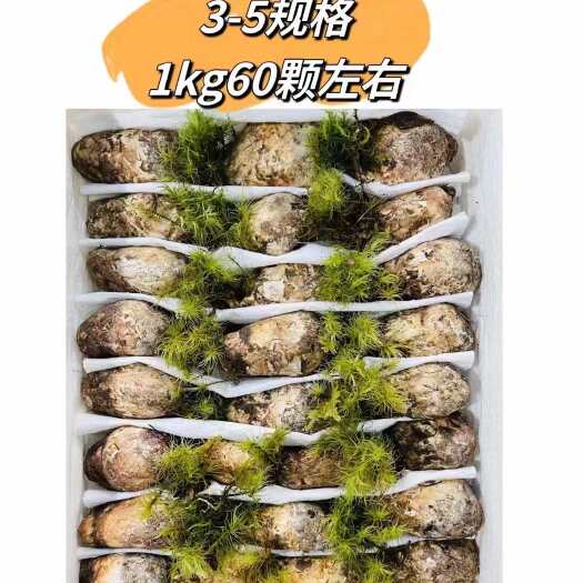 林芝松茸
