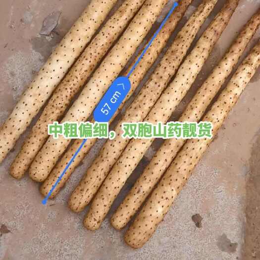 莘縣中粗偏細(xì)，雙胞山藥?kù)n貨