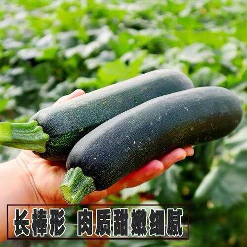 山西长治平顺西葫芦新鲜蔬菜瓜菜类送货上门