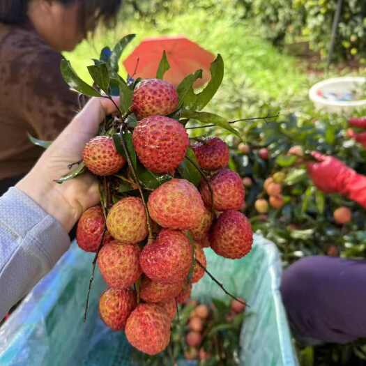 广州广州市增城仙进奉荔枝