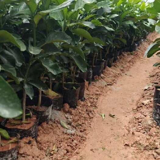 平和县绿化。种植果苗：福建平和正宗馆溪柚