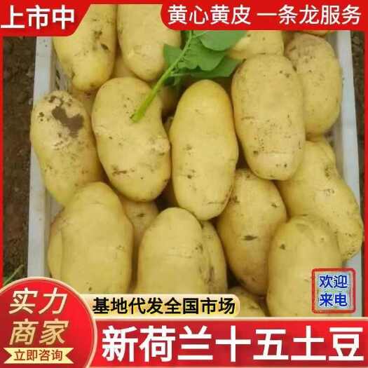 莒县荷兰十五土豆，大量现货，全国发货，随到随装