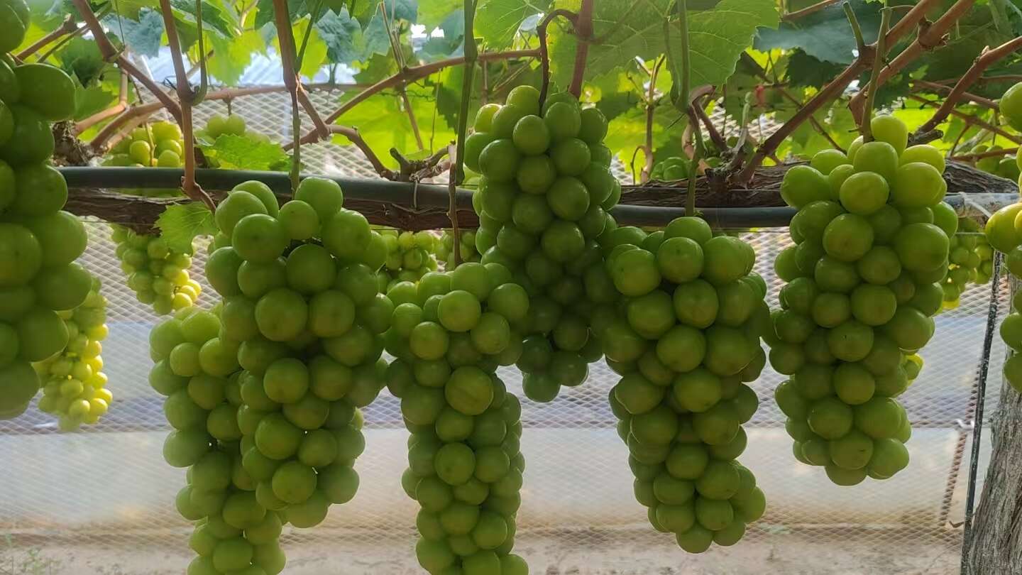 湖南阳光玫瑰大量上市口感甘甜香味浓郁