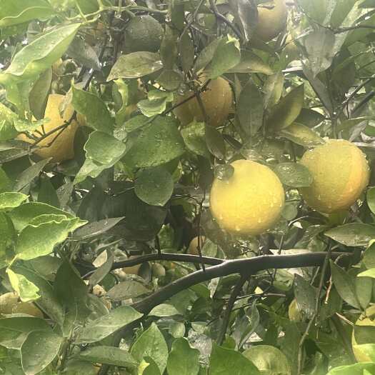 蒲江县夏橙鲜果