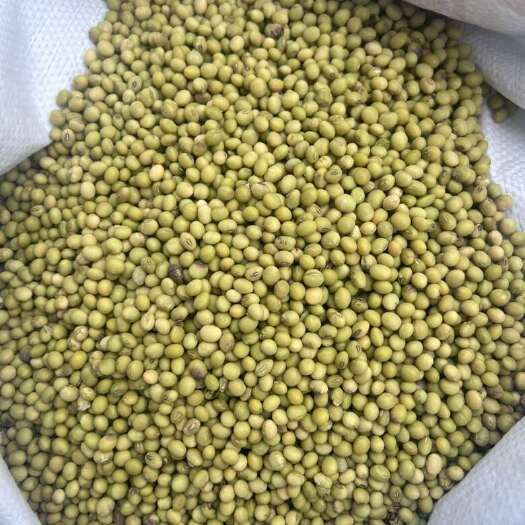 凤凰县黄豆 青皮黄豆 农家自产 新货过风机 包邮