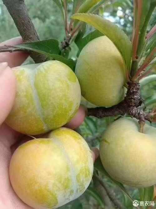 大荔县蜂糖李