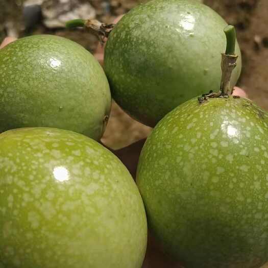 灵山县钦密9号百香果