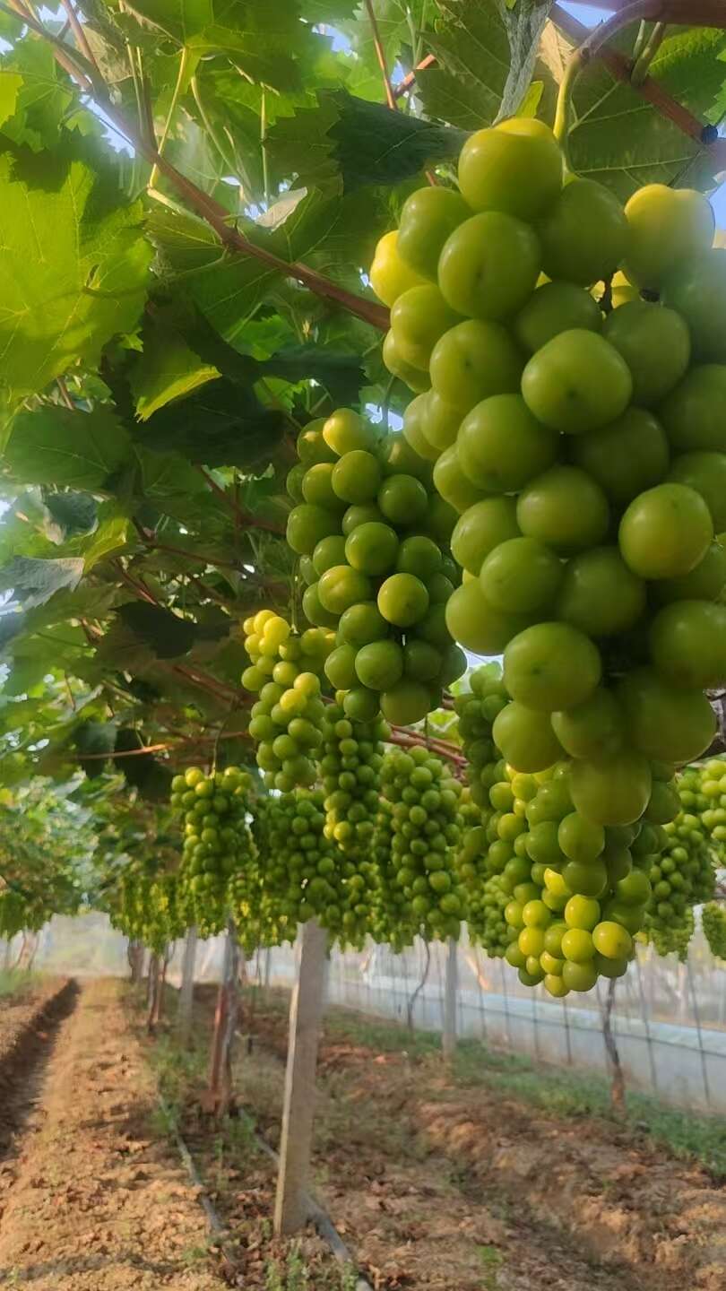 湖南阳光玫瑰大量上市口感甘甜香味浓郁