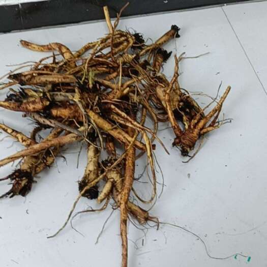 余姚市土大黄，现挖现卖