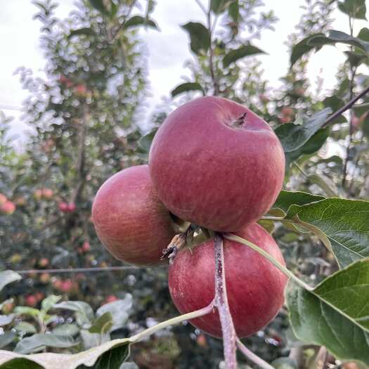 25年云南早熟苹果华硕上市了欢迎对接