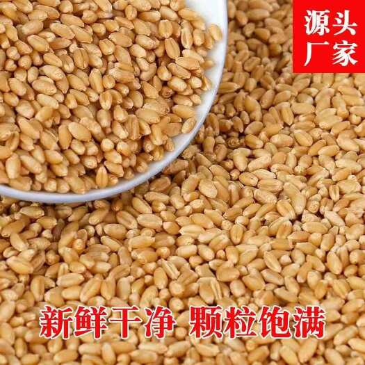 商丘2025年新批大批量小麦颗颗饱满可做种子