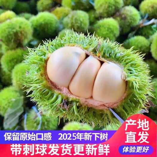 永仁县云南新鲜板栗毛果带壳