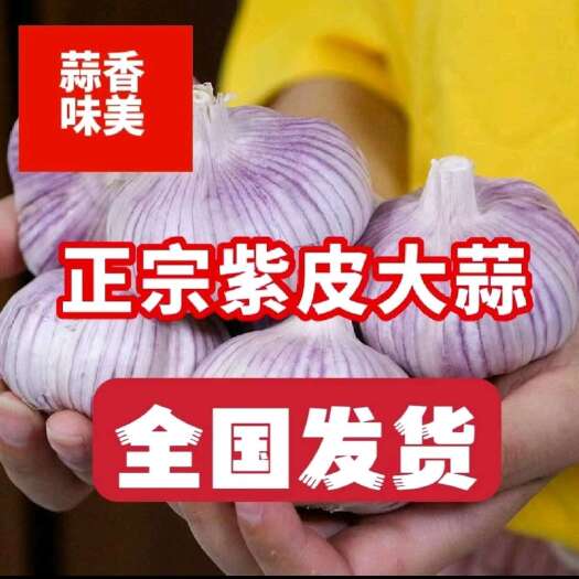 莒县精品大蒜，紫皮大蒜，白皮大蒜，全国发货。