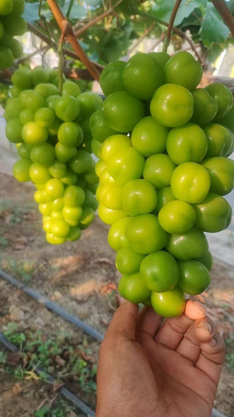 湖南阳光玫瑰大量上市口感甘甜香味浓郁