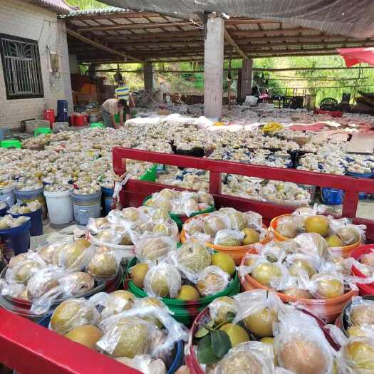 重庆市皇冠梨，黄花梨，翠冠梨