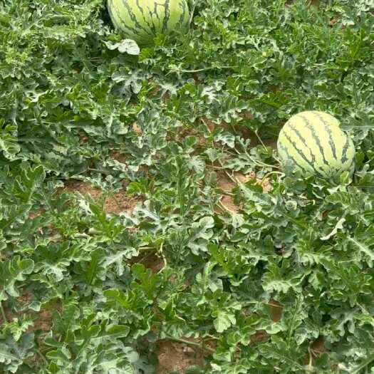 中卫宁夏中卫沙坡头硒砂瓜 8斤起 有籽露天种植